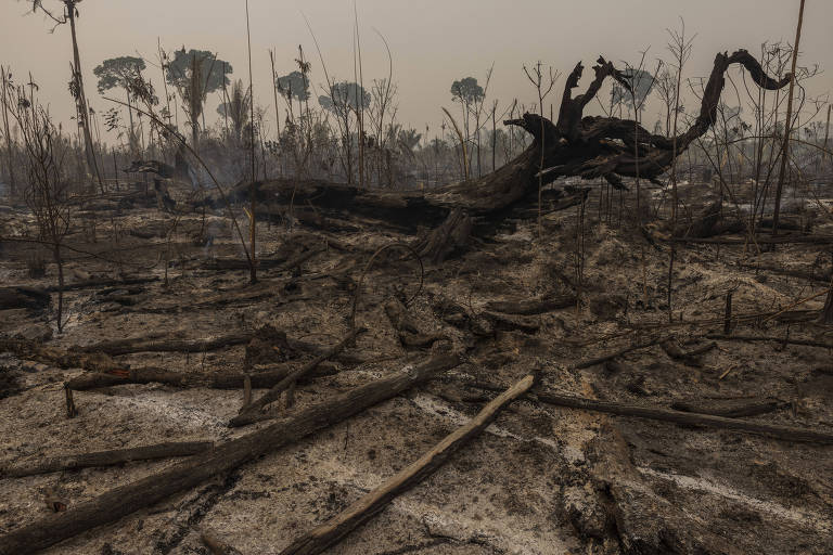 Governo estuda medida provisória para barrar grilagem de terras atingidas por fogo