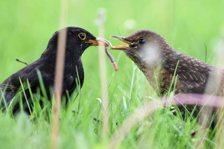 Estudo revela mistério de migração de aves e vai contra senso comum de economia de energia