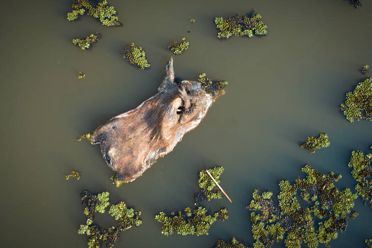 A imagem mostra uma carcaça de animal flutuando em água escura, cercada por vegetação aquática verde.