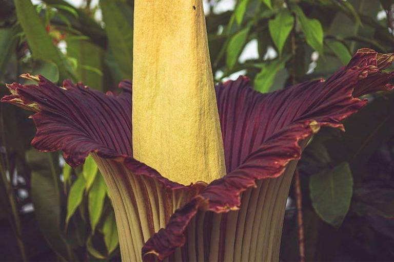 A planta com 'cheiro de morte' que atrai multidões quando floresce