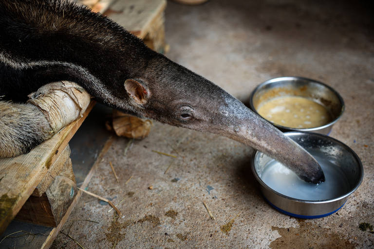 Um tamanduá está deitado em uma plataforma de madeira, com a cabeça estendida em direção a dois recipientes de metal. O animal tem uma ferida visível na orelha e está com as patas envoltas em bandagens.