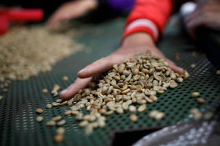 FILE PHOTO: Workers sort arabica green coffee beans at a coffee mill in Pangalengan, West Java