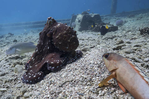 An octopus known as a day octopus hunting with a blacktip grouper on one side and a gold-saddle goatfish on the other. Octopuses and fish are routinely seen working together on the ocean floor, and now scientists say that the cephalopods are the leaders of the pack. Ñ NO SALES; FOR EDITORIAL USE ONLY WITH NYT STORY OCTOPUSES HUNTING PARTIES BY ELIZABETH PRESON FOR SEPT. 23, 2024. ALL OTHER USE PROHIBITED. Ñ ORG XMIT: XNYT0967