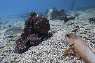 In an undated photo from Eduardo Sampaio, an octopus known as a day octopus hunting with a blacktip grouper on one side and a gold-saddle goatfish on the other. (Eduardo Sampaio via The New York Times)