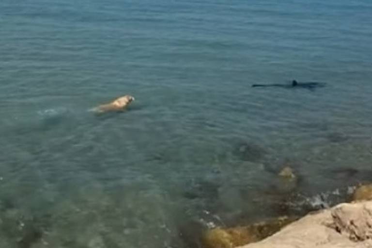 Vídeo: Cachorro pula no mar, persegue e morde cauda de tubarão