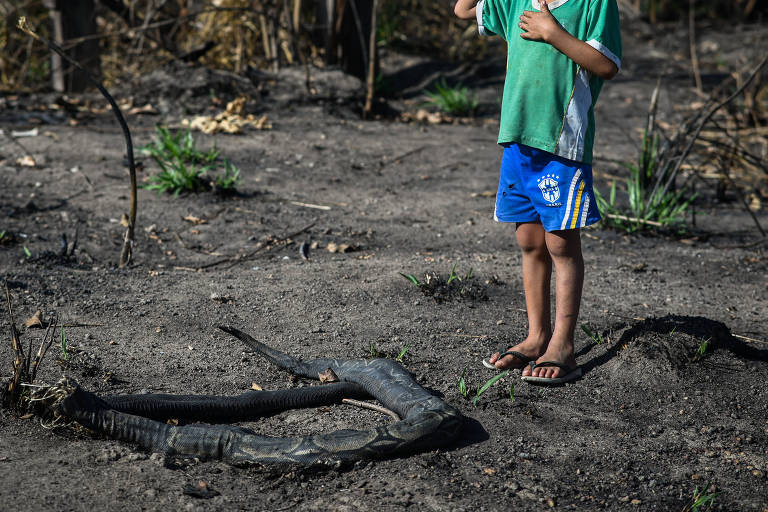 Investigação de ONG acha fluxo de gado entre Terra Indígena Apyterewa e JBS, Marfrig e Minerva