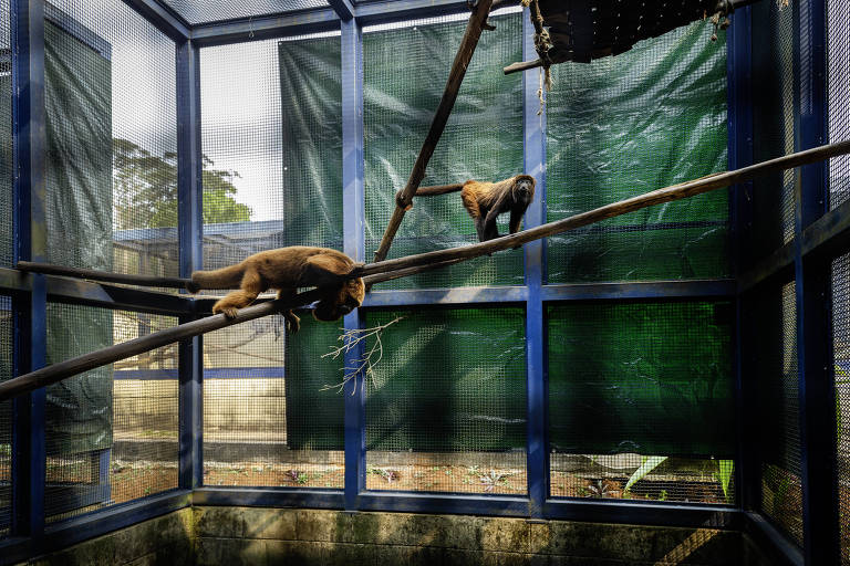 Veja fotos do Centro de Manejo e Conservação de Animais Silvestres