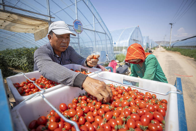 Saiba por que tomates comuns não têm mais o mesmo sabor de antes