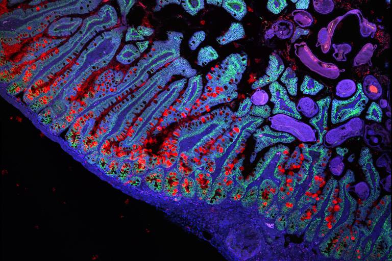 A imagem mostra uma seção de tecido sob microscopia, com uma variedade de formas celulares e estruturas. As cores predominantes são azul, roxo, vermelho e verde, destacando diferentes componentes celulares e suas interações. O fundo é escuro, o que realça as cores vibrantes das células.