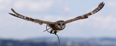 A barn owl (Tyto alba) found four years ago at a construction site, is seen at the El Jardin de Alado rescue centre in the Ilalo sector in Quito, on September 29, 2023. A pair of caged jaguars on a hacienda has uncovered a cruel trend among Ecuador's drug traffickers. In the style of cocaine baron Pablo Escobar, drug lords set up clandestine zoos that endanger the fauna in a megadiverse country. This is not the only case, but it is one of the most striking. (Photo by Galo PAGUAY / AFP)