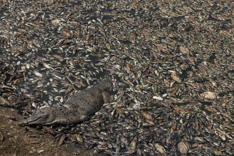 Mortandade de peixes sem precedentes em várzea do rio Amazonas atordoa comunidades de Santarém (PA); veja vídeo