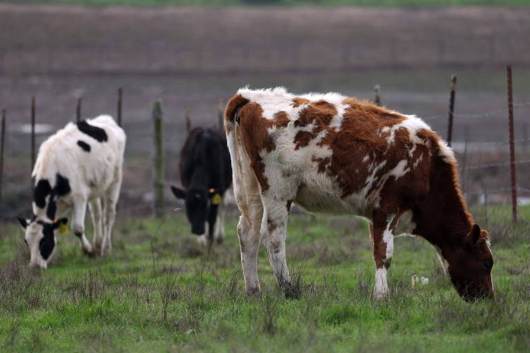 Califórnia declara estado de emergência devido à gripe aviária em bovinos