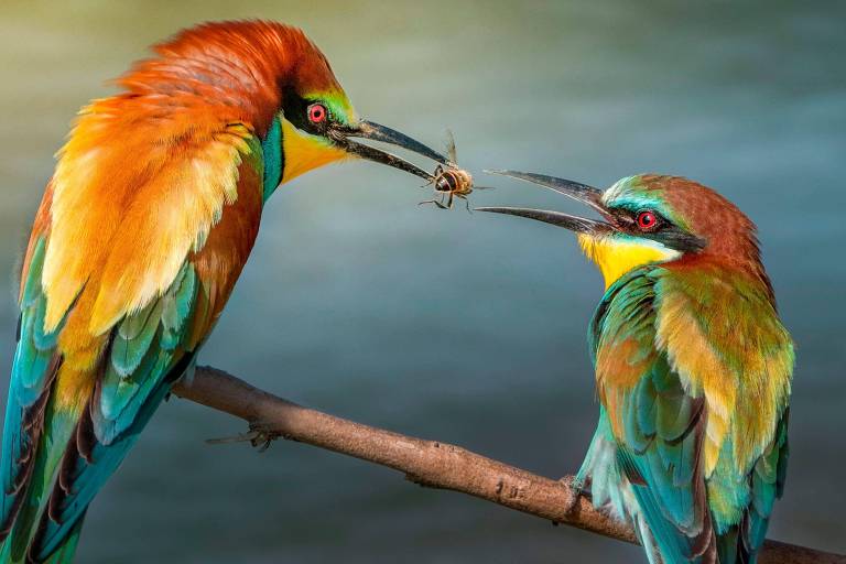 Os animais que também trocam presentes