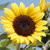 sunflower11 thumbnail