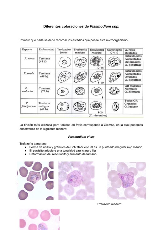 Diferentes coloraciones de Plasmodium spp