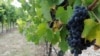 Kremlin's Diplomatic Sour Grapes Leave Bad Taste For Montenegrin Winemaker