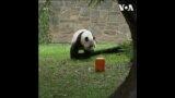 中美关系紧张之际 华盛顿国家动物园为熊猫送行