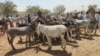苏丹东部盖达勒夫州的一个露天市场上，贸易商和驴农聚集在一起。（资料照片，2024年2月16日）