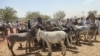 2024年2月16日，商人和驴农聚集在苏丹东部格达里夫州的一个公开市场。（法新社照片）