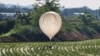 资料照片：在韩国铁原，人们看到一个据信由朝鲜放飞的气球降落在稻田里，气球上载有各种物体，其中似乎包括垃圾和排泄物。（2024年5月29日）