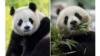 资料照片：将于2024年底来到美国国家动物园的大熊猫“宝力”和“青宝”。
