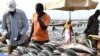 非政府组织：全球近半非法捕捞在非洲，十大非法捕捞公司有八家来自中国