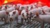 资料照：法国布耶梅纳尔一家养猪场的小猪。