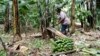 (FILE) A farmer cuts down a banana plant, at her farm, in Kiwenda village, Busukuma, Wakiso District, Uganda, Wednesday, Sept. 20, 2023.