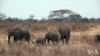 反偷猎战(2)：非洲象杀戮场