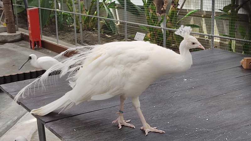 掛川花鳥園2　6