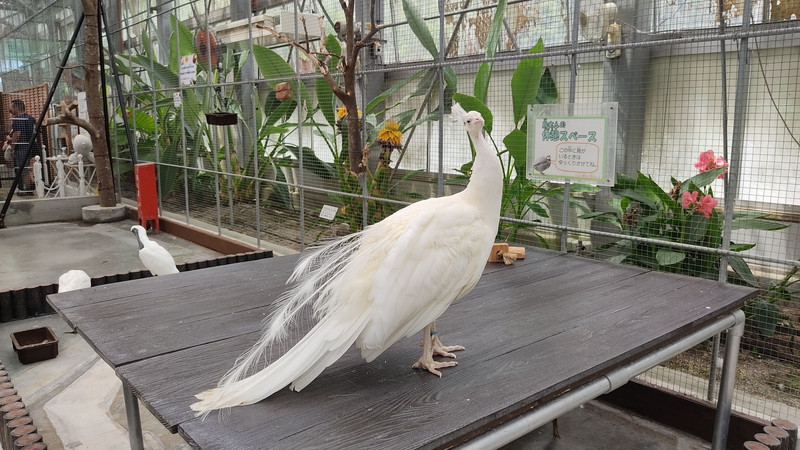 掛川花鳥園2　7