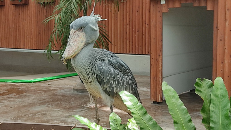 掛川花鳥園2　9