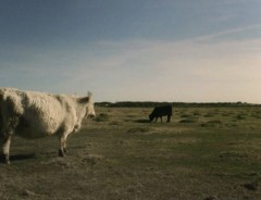 ７分で驚くほど心が軽くなる！『世界一リラックスできる映像』に癒される