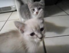 かわいい声が癒し！　ママ猫、２匹の子猫のにゃんにゃんハーモニー