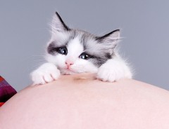 飼い主の妊娠中、ずっとお腹をぴったり守った猫 赤ちゃんが生まれると…