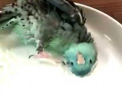 インコの水浴びが独特すぎる！　２７０万回再生された動画がこちらです