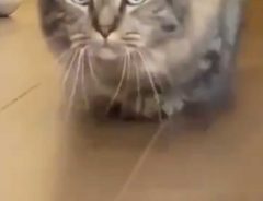 おもちゃへジワジワ近付く猫　その『動き』に吹き出す人が続出