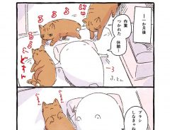 元野良猫を引き取ったら…１か月後の『変化』に、ほろり
