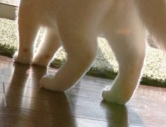 見る人によって見え方が違う？　２匹の猫を写した、１枚の写真に反響！