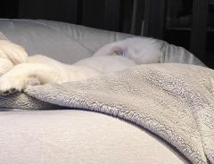 犬をもダメにする、無印のソファ　その魅力にとりつかれたペキニーズがコチラ