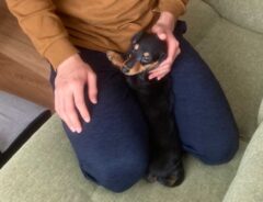 飼い主にしがみつく、子犬のダックスフンド　何を怖がっていたかというと…？