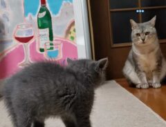 優しすぎる先輩猫　子猫の威嚇に戸惑い、とった行動に「笑ってしまった」「表情がツボ」