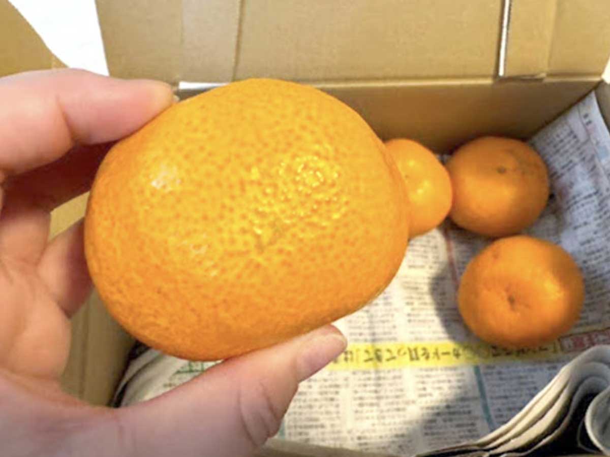 ミカンの写真