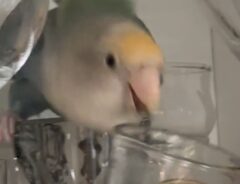 「やめてぇー！」　食器棚に入った鳥が飼い主を挑発し始めて？「ダンスで吹いた！」