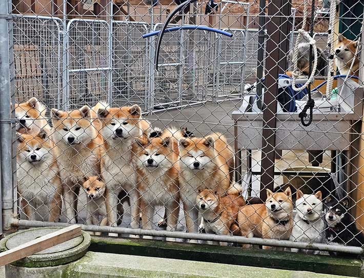 秋田犬と豆柴の写真