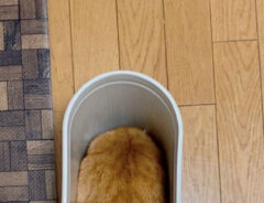 ゴミ箱に入る猫の写真