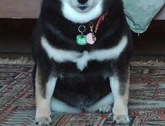 柴犬の写真