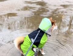 水たまりと柴犬の写真