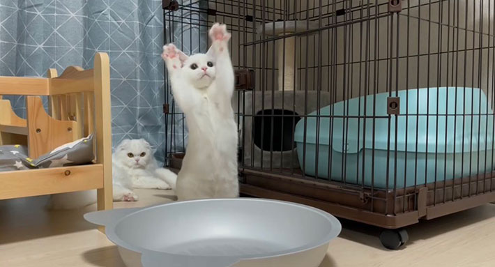 オモチャにはしゃぐ子猫