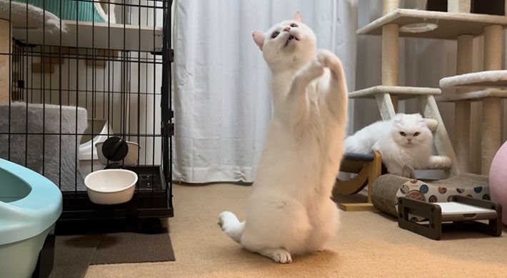 オモチャにはしゃぐ子猫